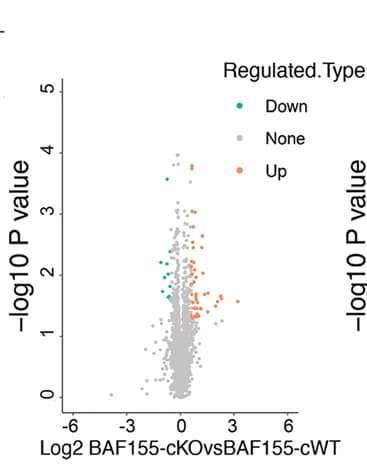 Open access visualization of Volcano Plot, Volcano Plots, Foldchanges, Proteins, BAF155-cWT Hearts
