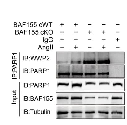 Open access visualization of Gel, Co-IP Assay, WWP2, PARP1, BAF155-cWT Hearts