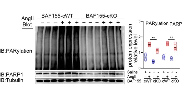 Open access visualization of Scatter Plot, Gel, Immunoblotting, PARP1, PARylation