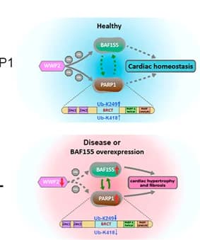 Open access visualization of Workflow, Illustration, Working Model, BAF155, Cardiac Homeostasis