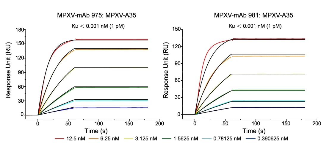 Open access visualization of Line Plot, Binding Affinity, MPXV-mAb 975, MPXV-mAb 981, MPXV-A35
