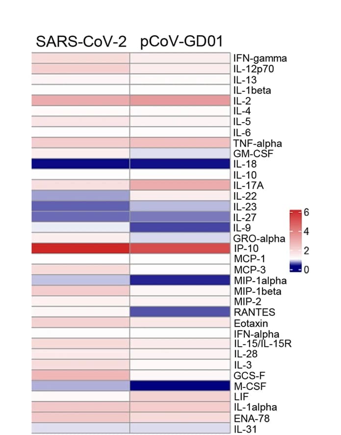 Open access visualization of Heatmap, Cytokine Production, Sera, pCoV-GD01, SARS-CoV-2