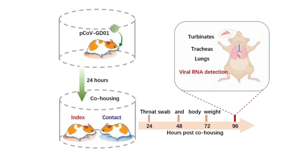 Open access visualization of Workflow, Illustration, Hamster, Inoculation, Cage