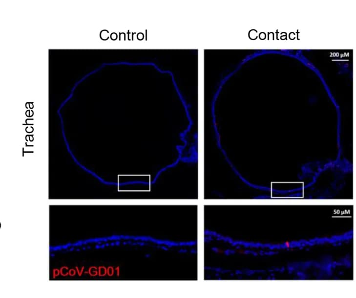 Open access visualization of Microscopy, IF Staining, Paraffin Sections, Hamster, Tracheas