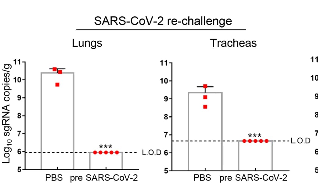 Open access visualization of Bar Plot, Error Bars, Scatter Plot, Lungs, sgRNA
