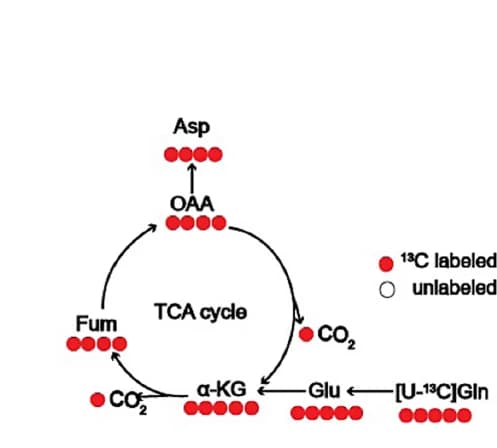 Open access visualization of Workflow, Flowchart, Illustration, U-13C-glutamine, Metabolism