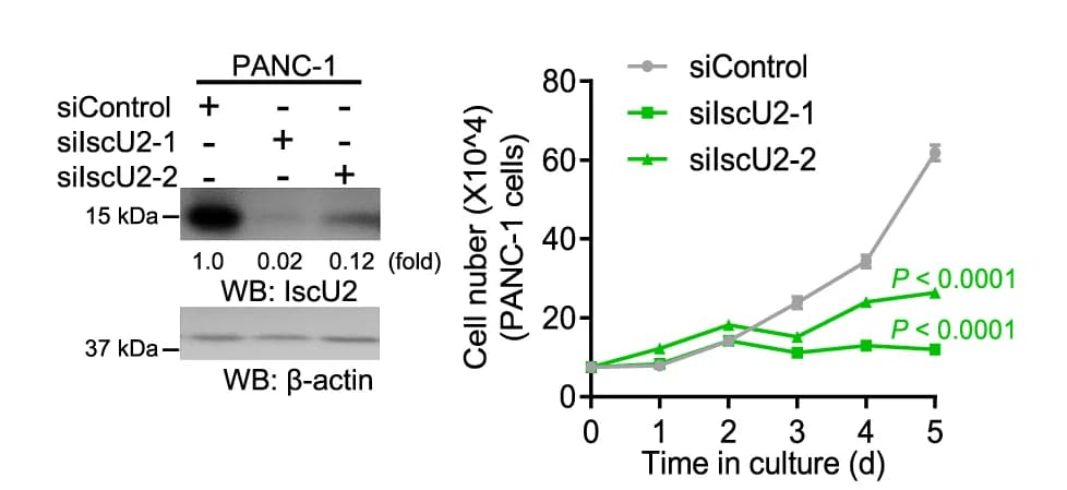Open access visualization of Line Plot, Error Bars, Gel, Immunoblot Analysis, IscU2