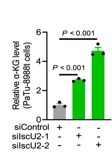 Open access visualization of Bar Plot, Error Bars, Alpha-KG Levels, PaTu-8988t Cells, Control siRNA