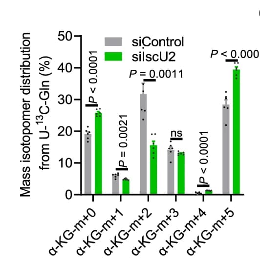 Open access visualization of Bar Plot, Error Bars, Clustered, PaTu-8988t Cells, Control siRNA