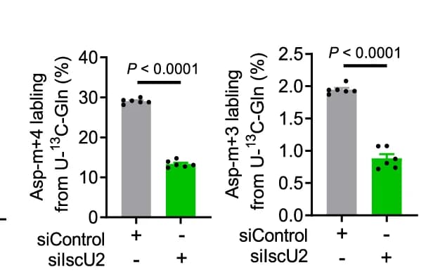 Open access visualization of Bar Plot, Error Bars, PaTu-8988t Cells, Control siRNA, IscU2 siRNA