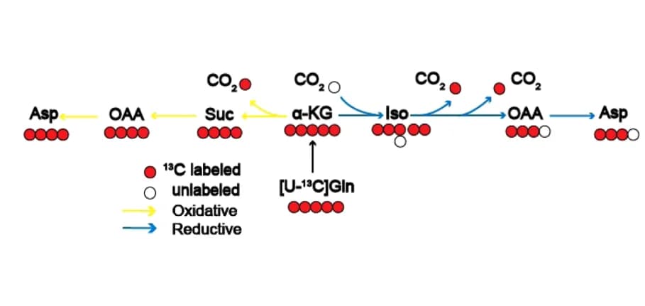 Open access visualization of Workflow, Flowchart, Schematic Model, Oxidative TCA Cycling, Reductive TCA Cycling