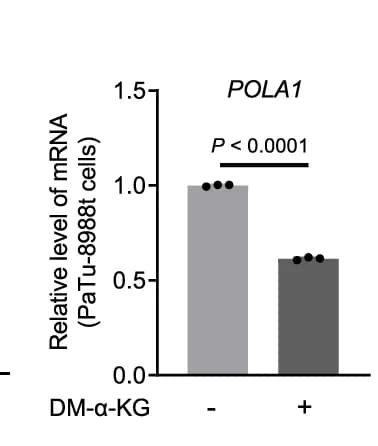 Open access visualization of Bar Plot, qPCR, POLA1, PaTu-8988t Cells, DM-alpha-KG