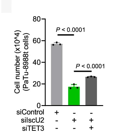 Open access visualization of Bar Plot, Error Bars, PaTu-8988t Cells, siRNA Transfection, Cell Proliferation
