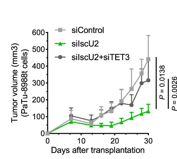 Open access visualization of Line Plot, Error Bars, PaTu-8988t Cells, siRNA Transfection, Athymic Nude Mice