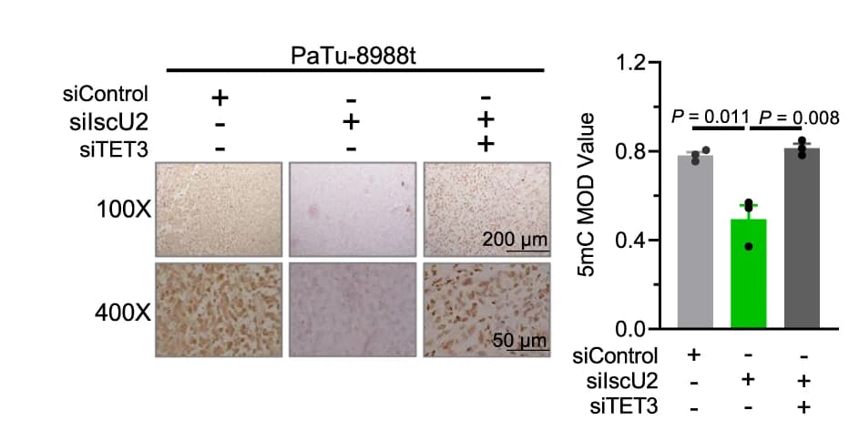 Open access visualization of Bar Plot, Error Bars, Microscopy, Photo, Immunohistochemistry