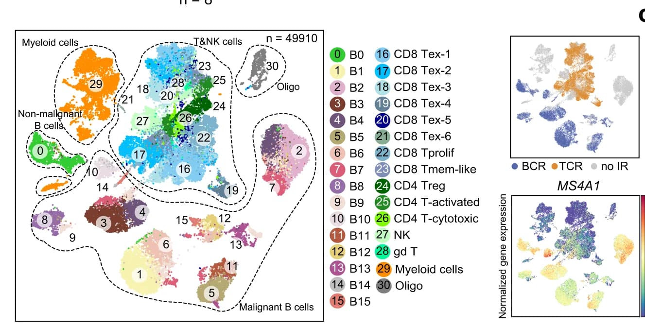 Open access visualization of Scatter Plot, UMAP, Cell Clusters, scRNA-seq, Immune Receptor Classification