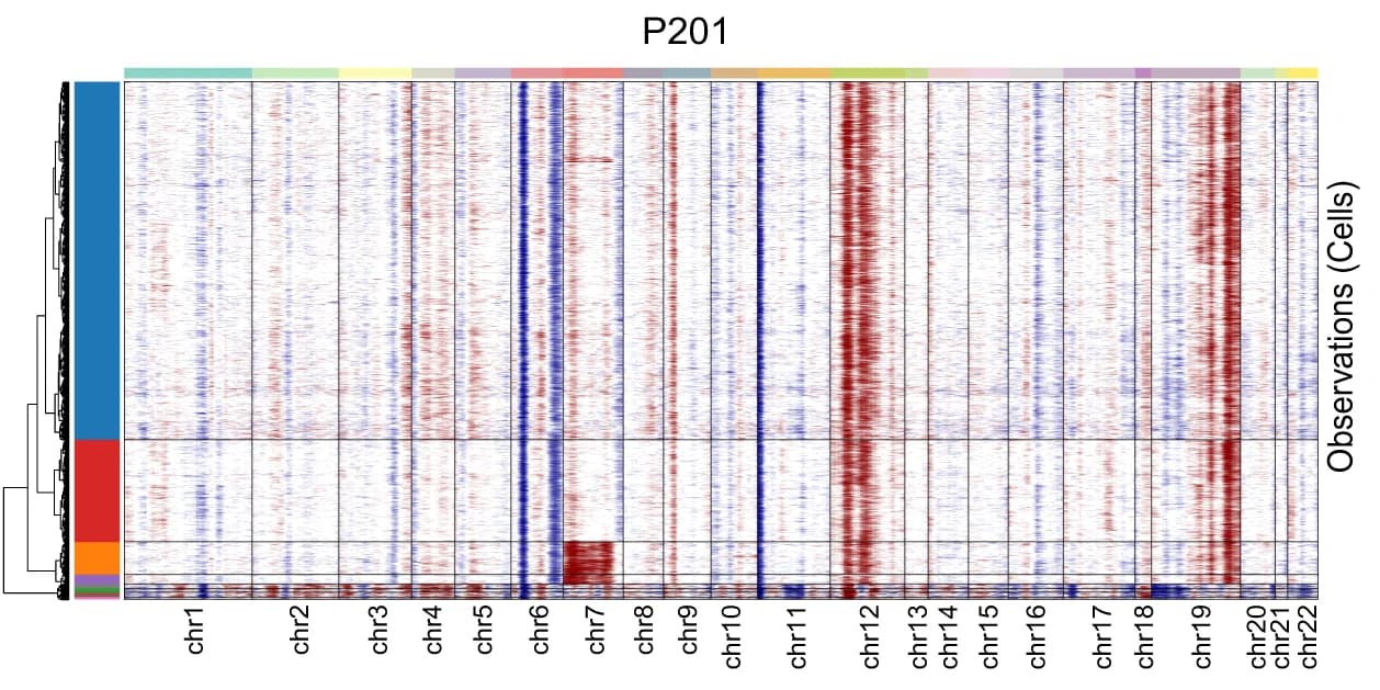 Open access visualization of Heatmap, Clustered, CNV profiles, Single cells, Chromosome amplifications