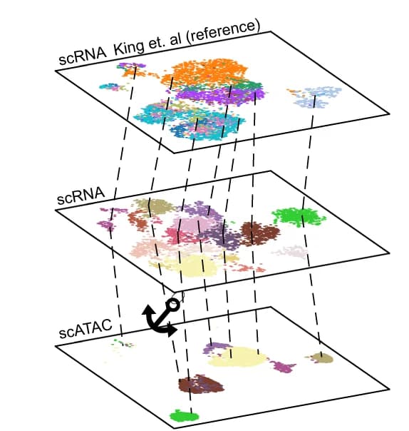 Open access visualization of Scatter Plot, UMAP, scATAC-seq, scRNA-seq, B Cells