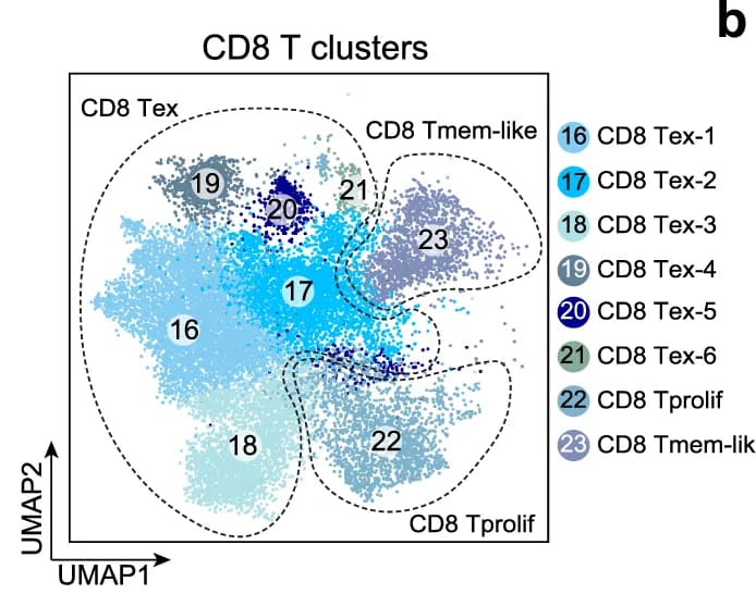Open access visualization of Scatter Plot, UMAP, CD8 T Cells, scRNA-seq, CD8 T Clusters
