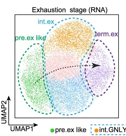 Open access visualization of Scatter Plot, UMAP, Tumor-Reactive CD8 T Cells, Exhaustion Stages, Trajectory Analysis