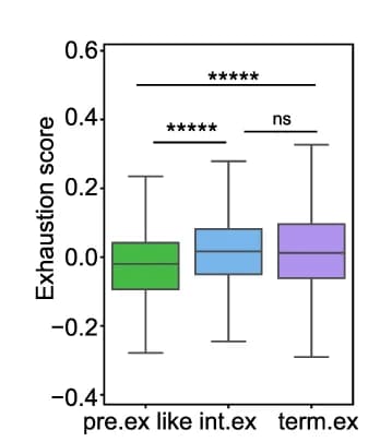 Open access visualization of Box Plot, Boxplot, Exhaustion Scores, Tumor-Reactive CD8 T Cells, Exhaustion Stages