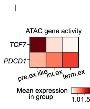 Open access visualization of Heatmap, TCF7, PDCD1, Tumor-Reactive CD8 T Cells, Exhaustion Stages