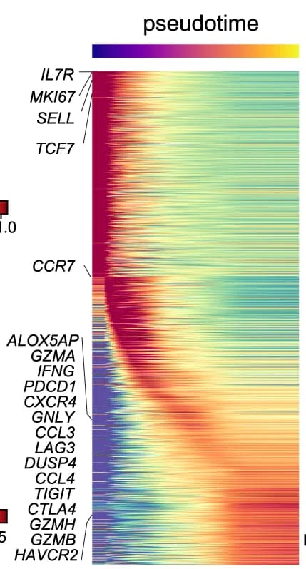 Open access visualization of Heatmap, Gene Expression, Pseudotime Trajectory
