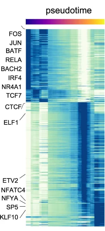 Open access visualization of Heatmap, Motif Activity, Pseudotime Trajectory