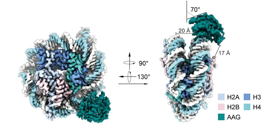 Open access visualization of Protein Structure, Cryo-EM Structure, DNA Glycosylase AAG, NCP, DI/AP Site