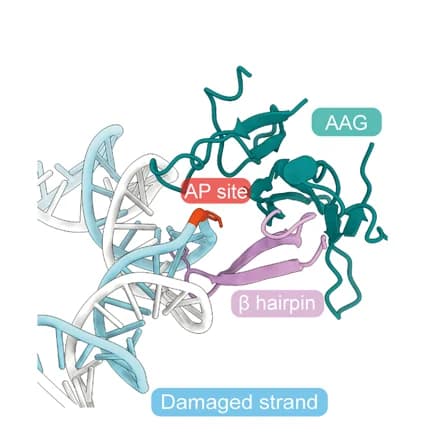 Open access visualization of Protein Structure, Chemical Structure, Beta-Hairpin, AAG, Minor Groove