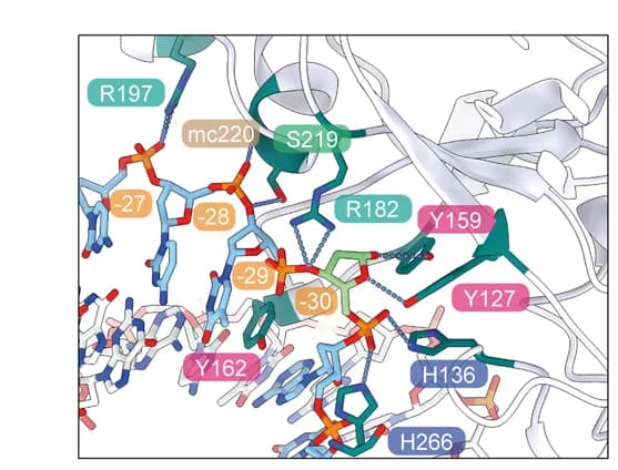 Open access visualization of Protein Structure, Chemical Structure, Close-up View, AAG, DI/AP Site