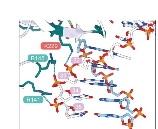 Open access visualization of Protein Structure, Chemical Structure, Close-up View, AAG, Undamaged Strand