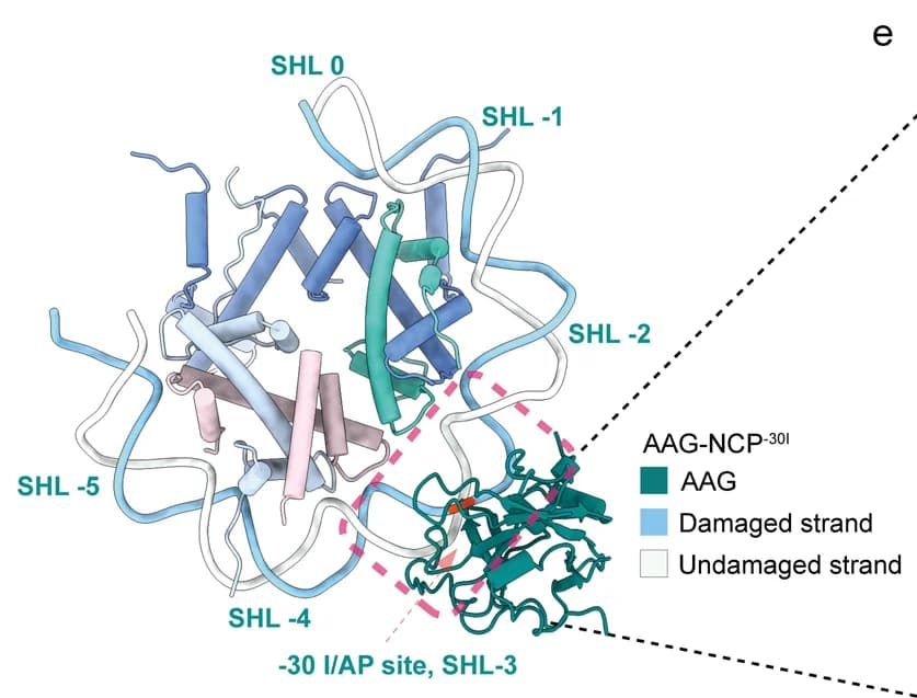 Open access visualization of Protein Structure, Chemical Structure, AP Site, AAG Residues