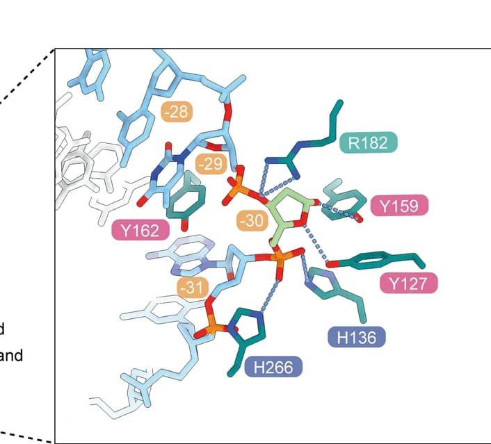Open access visualization of Protein Structure, Chemical Structure, AP Site, AAG Residues