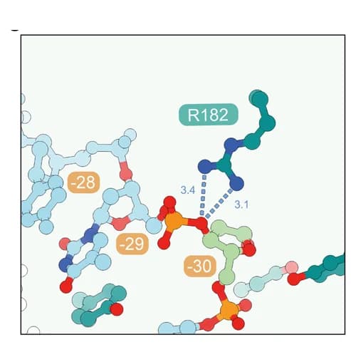Open access visualization of Protein Structure, Chemical Structure, AP Site, AAG