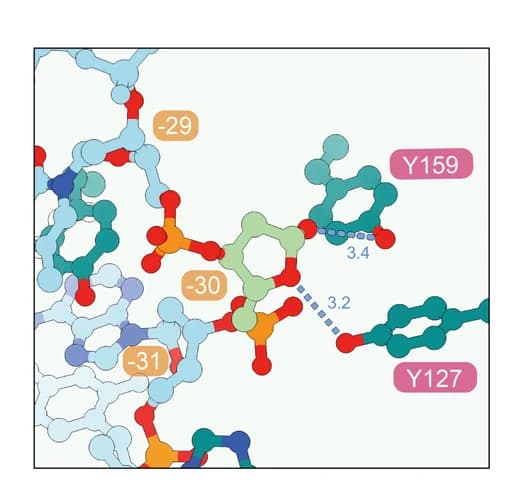 Open access visualization of Protein Structure, Chemical Structure, AP Site, AAG