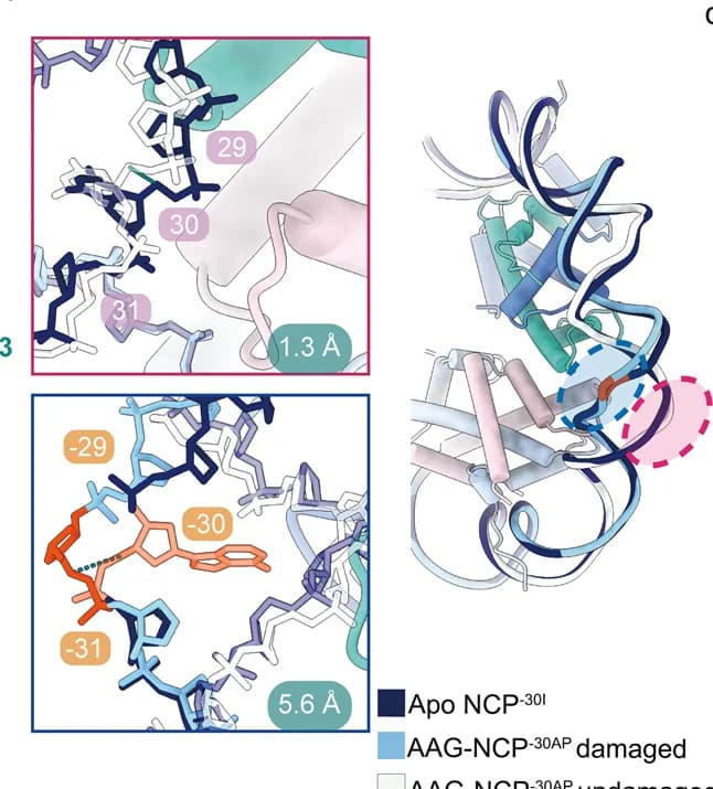 Open access visualization of Protein Structure, DNA Distortion, AAG-NCP -30AP Complex, NCP -30I, RMSD
