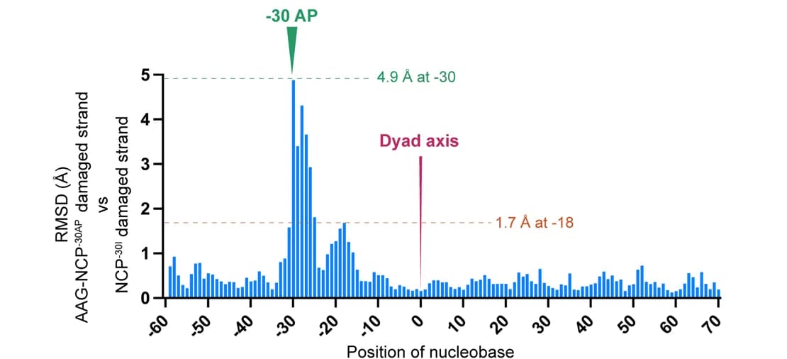 Open access visualization of Bar Plot, Temperature Map, RMSD Residue Plot, DNA Distortion, AAG-NCP -30AP