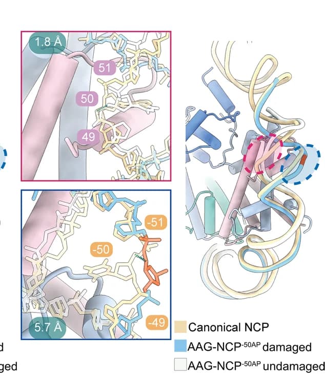 Open access visualization of Protein Structure, Chemical Structure, Nucleosomal DNA, AAG-NCP -50AP, NCP