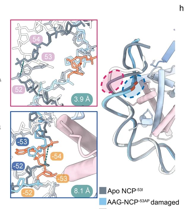 Open access visualization of Protein Structure, Chemical Structure, AAG-NCP -53AP, DNA Distortion, NCP -53I