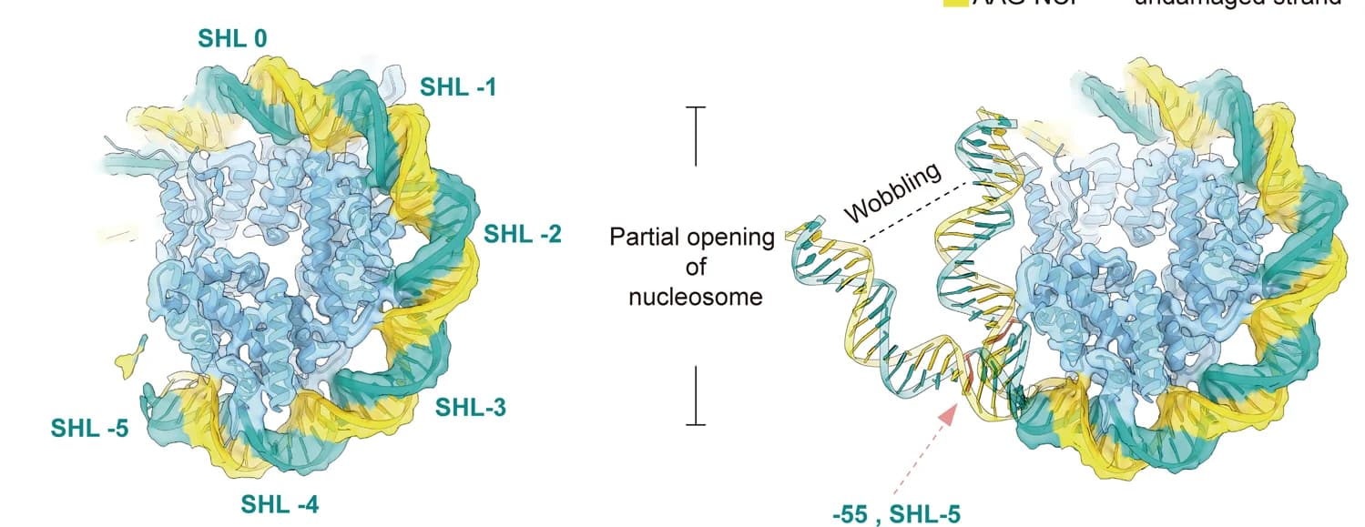 Open access visualization of Protein Structure, Illustration, Nucleosome, DNA, Histone Core