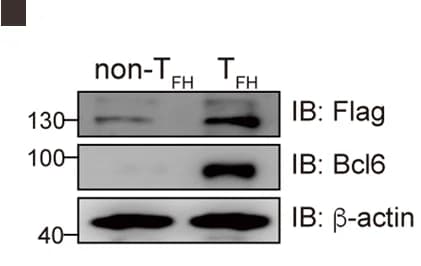 Open access visualization of Gel, CXCR5-PD1- non-T FH Cells, CXCR5+PD1+ T FH Cells, Lung-Draining Lymph Nodes, Spleens