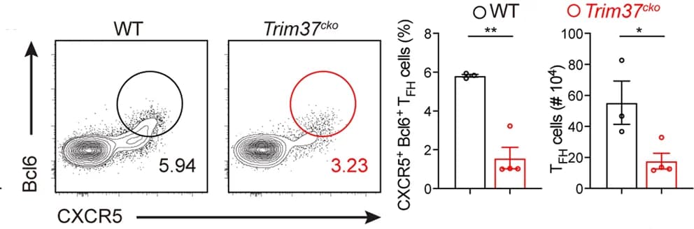 Open access visualization of Scatter Plot, Bar Plot, Error Bars, Flow Cytometry, Lymphocytes