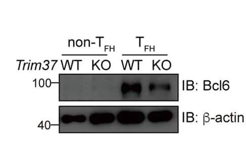 Open access visualization of Gel, CXCR5-PD1-Non-T FH Cells, CXCR5+PD1+ T FH Cells, Lymph Nodes, Spleens