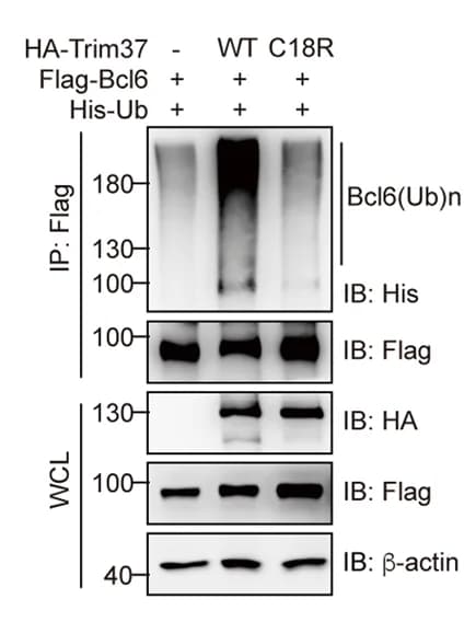 Open access visualization of Gel, Immunoblot, Lysates, HEK293T Cells, Flag-tagged Bcl6