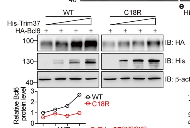 Open access visualization of Line Plot, Gel, Immunoblot, Bcl6, Lysates