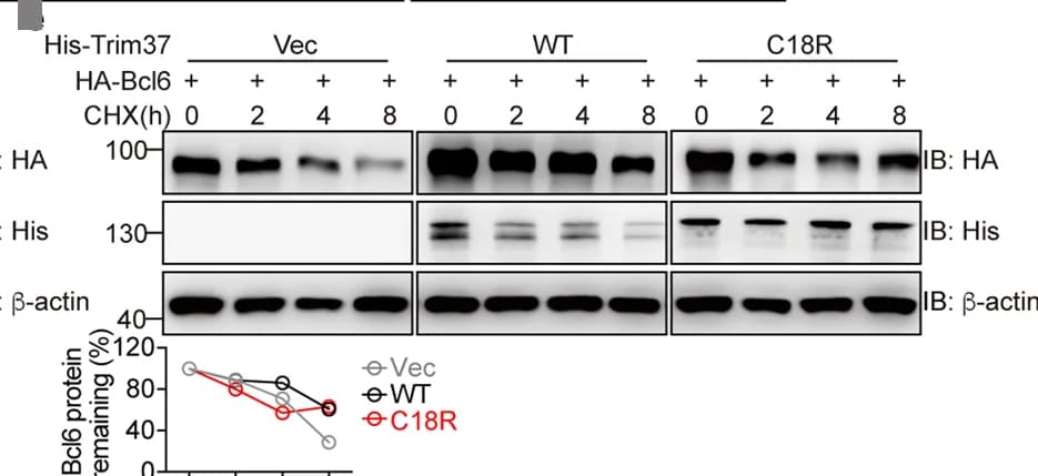 Open access visualization of Gel, Line Plot, Immunoblot, Bcl6, Lysates