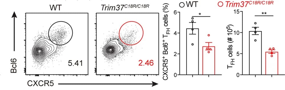 Open access visualization of Bar Plot, Scatter Plot, Error Bars, WT Mice, Trim37 C18R/C18R Mice