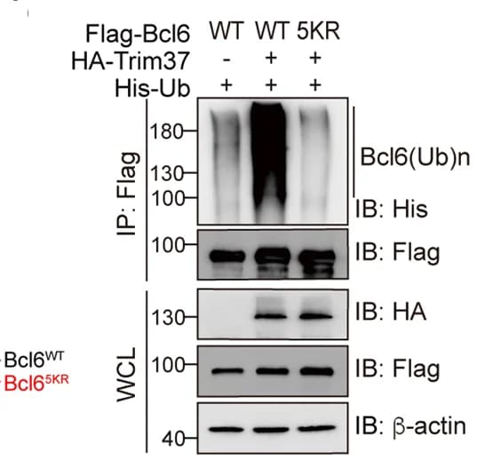 Open access visualization of Gel, Immunoblot, HEK293T Cells, Bcl6, Immunoprecipitation