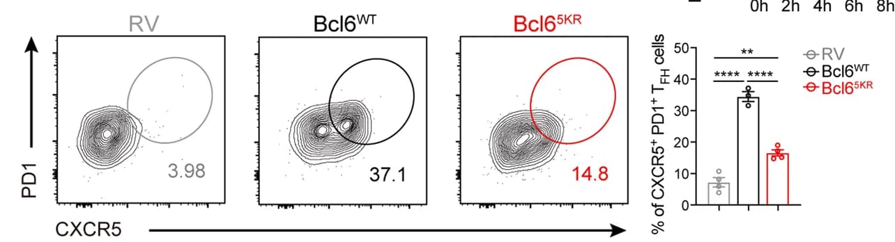 Open access visualization of Bar Plot, Scatter Plot, T Cells, CD4+ T Cells, Flow Cytometry